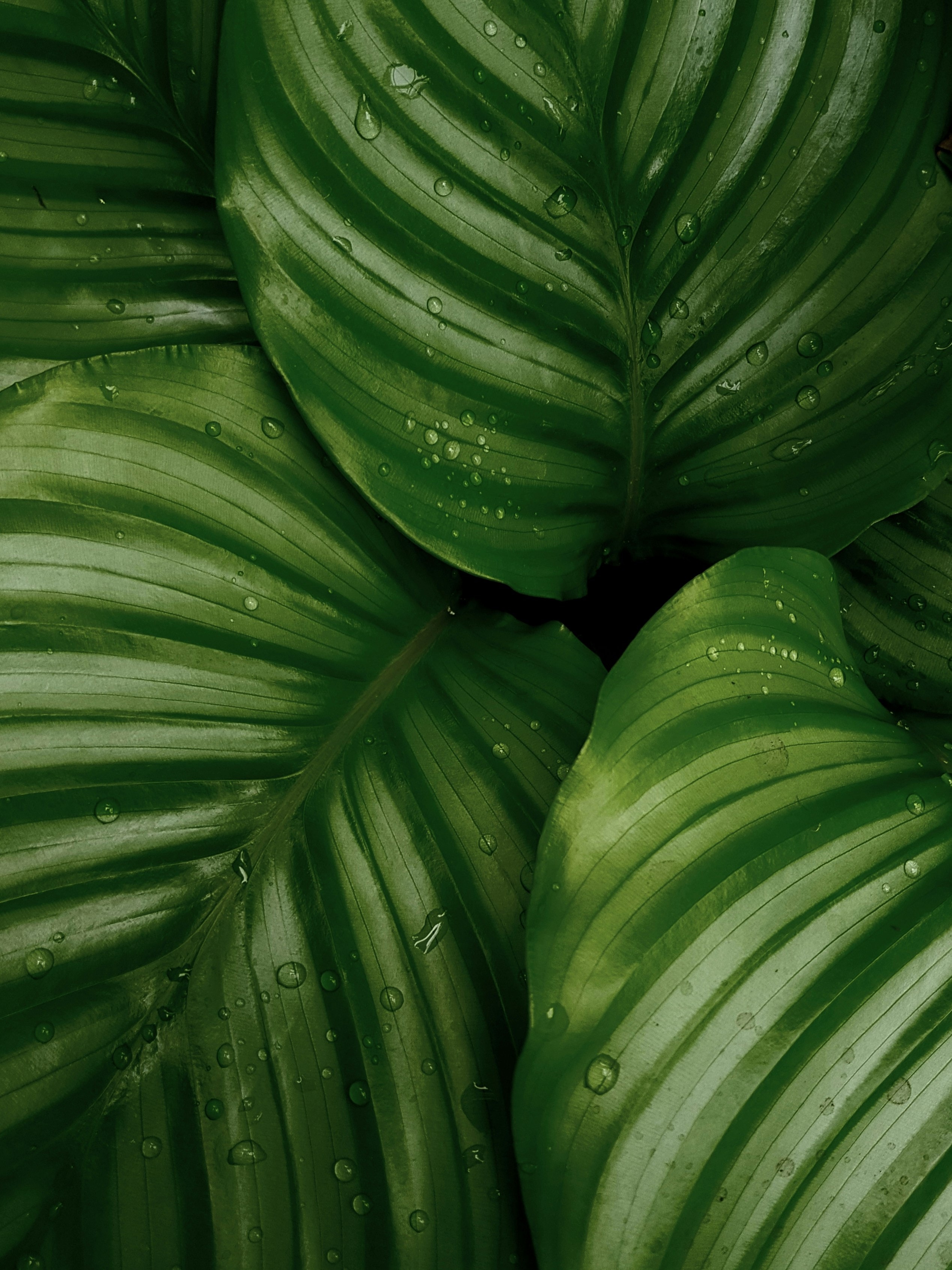 Large green tropical leaves with water drops